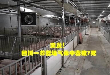 四川一養(yǎng)豬場發(fā)生化糞池氣體中毒事故，逸云天氣體檢測儀守護(hù)安全